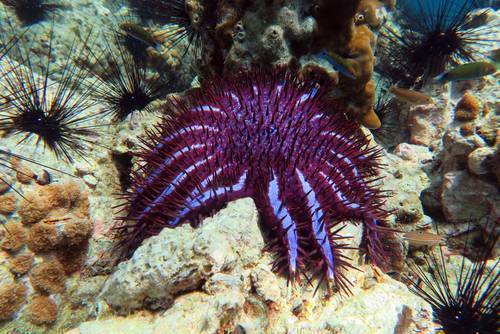 Corals in Mamanuca Islands